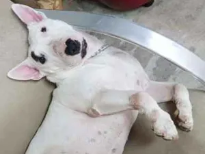 Cachorro raça Bullterrier  idade 4 anos nome Mallory
