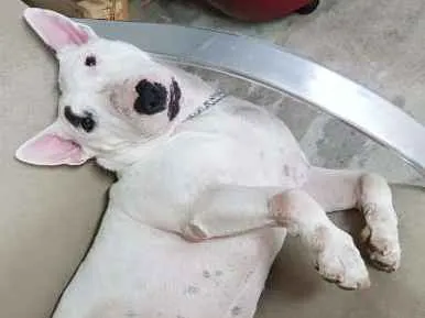 Cachorro ra a Bullterrier  idade 4 anos nome Mallory