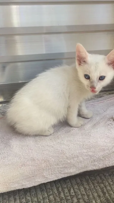 Gato ra a Vira-Lata  idade 2 a 6 meses nome Nina