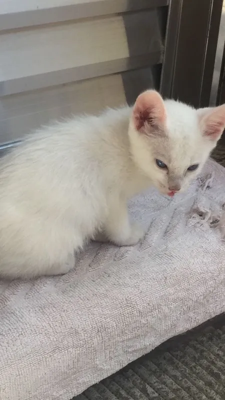 Gato ra a Vira-Lata  idade 2 a 6 meses nome Nina