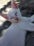 Pequena