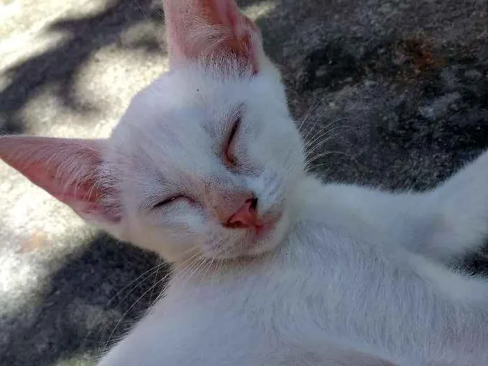 Gato ra a  idade 2 a 6 meses nome Pequena