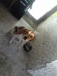 perola