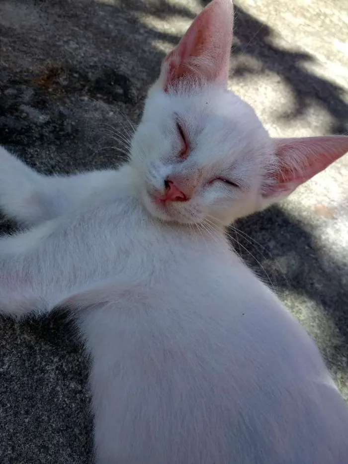 Gato ra a  idade 2 a 6 meses nome Branquinha
