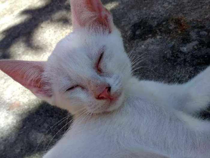 Gato ra a  idade 2 a 6 meses nome Branquinha
