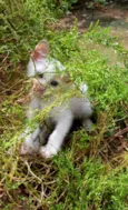 Pequena