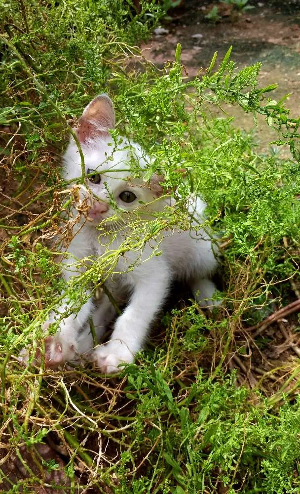 Gato ra a  idade 2 a 6 meses nome Pequena