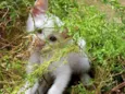 Pequena