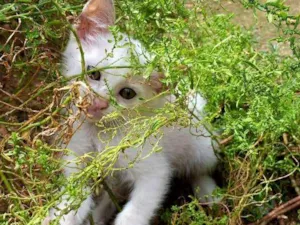 Gato raça  idade 2 a 6 meses nome Pequena