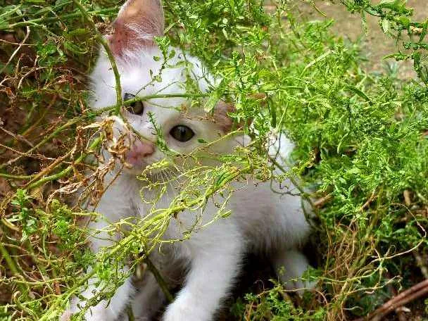 Gato ra a  idade 2 a 6 meses nome Pequena