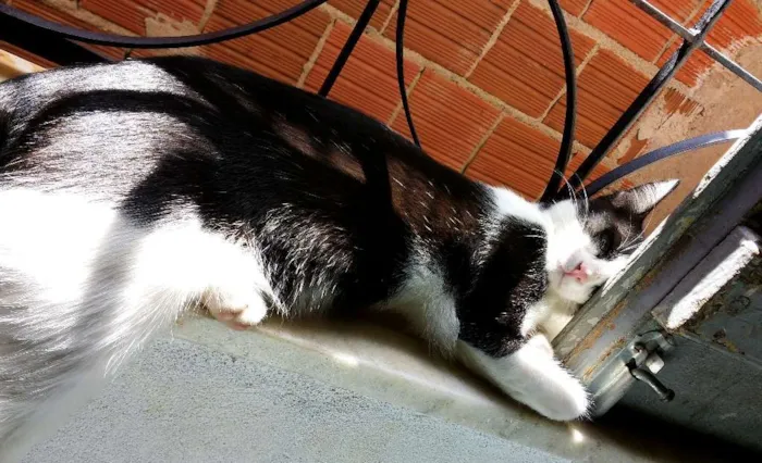 Gato ra a  idade 7 a 11 meses nome Pretinha
