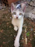 Pintadinha
