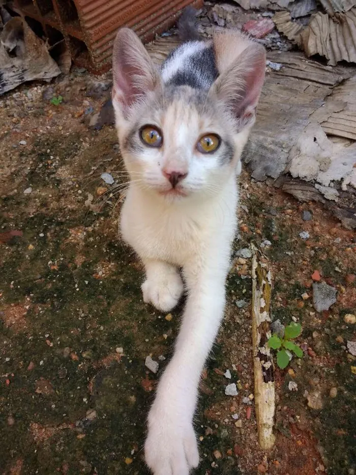 Gato ra a  idade 2 a 6 meses nome Pintadinha