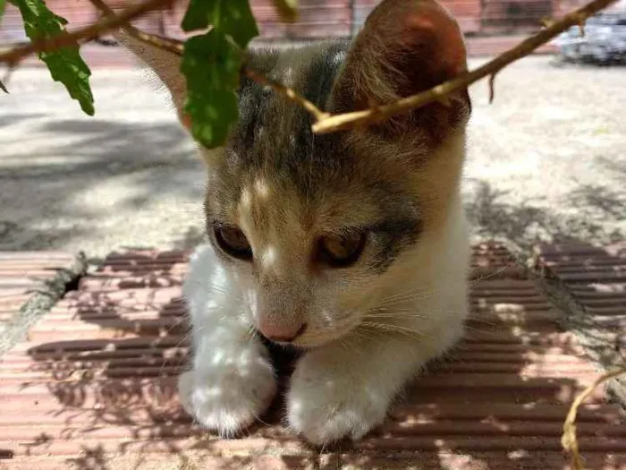 Gato ra a  idade 2 a 6 meses nome Pintadinha