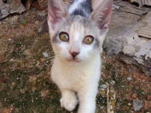 Gato raça  idade 2 a 6 meses nome Pintadinha
