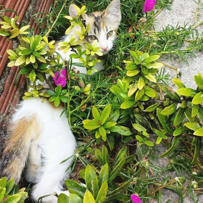 Gato ra a  idade 7 a 11 meses nome Mimosinha