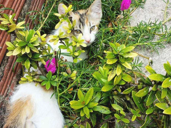Gato ra a  idade 7 a 11 meses nome Mimosinha