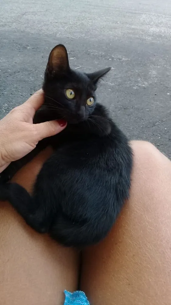 Gato raça não sei idade 2 a 6 meses nome vênus