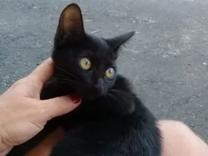 Gato raça não sei idade 2 a 6 meses nome vênus