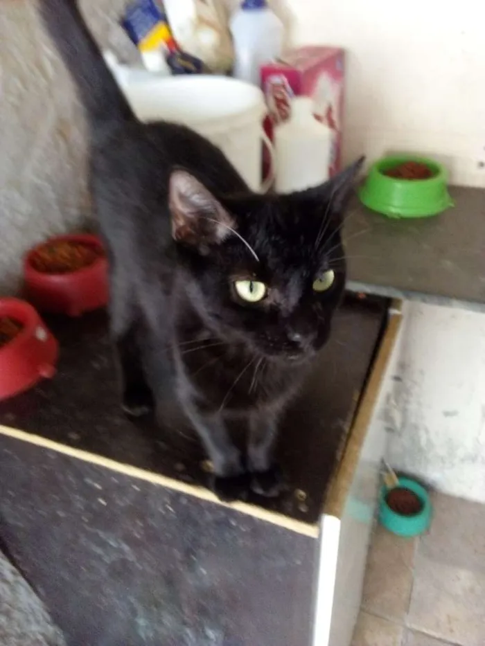 Gato raça Mestiço idade 7 a 11 meses nome Pretinho