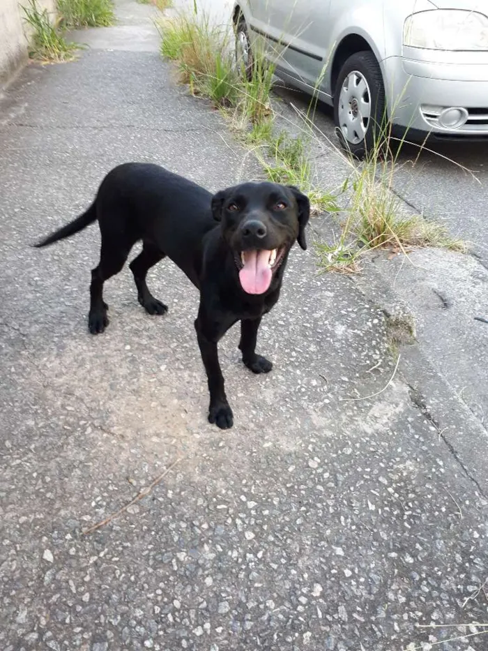 Cachorro ra a Indefinida  idade 2 anos nome Sem nome