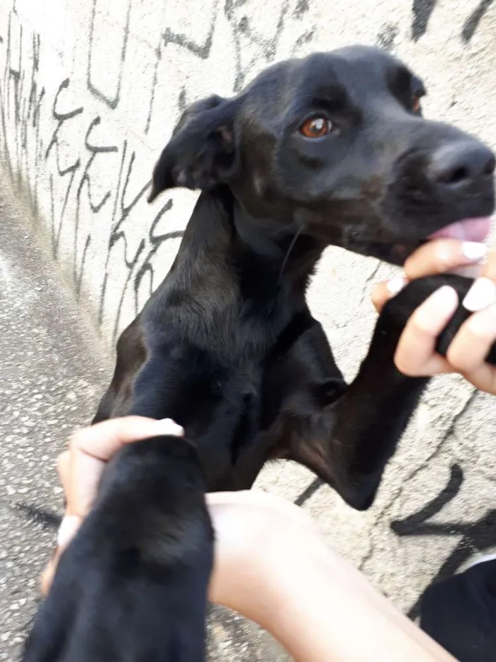 Cachorro ra a Indefinida  idade 2 anos nome Sem nome