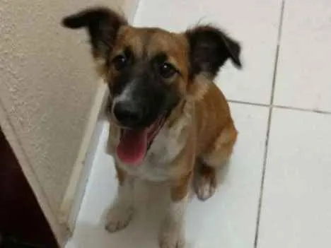 Cachorro ra a Border collie idade 1 ano nome Bob