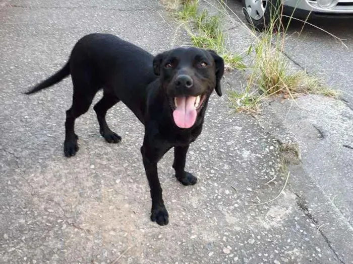 Cachorro ra a Indefinida  idade 2 anos nome Sem nome
