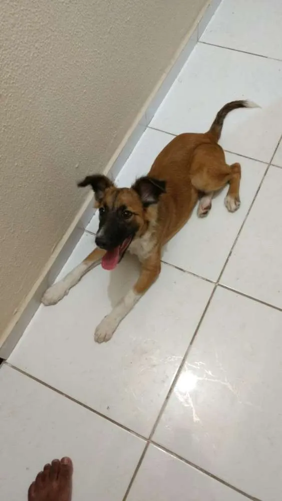Cachorro ra a Border collie idade 1 ano nome Bob