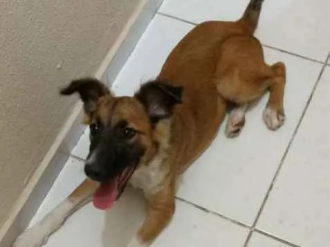 Cachorro ra a Border collie idade 1 ano nome Bob