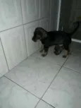 Filhotes