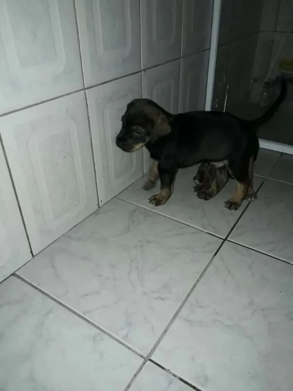 Cachorro ra a SRD idade Abaixo de 2 meses nome Filhotes