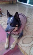 ucho