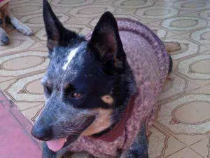 Cachorro raça blue heeler/SRD idade 6 ou mais anos nome ucho