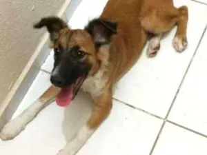 Cachorro raça Border collie idade 1 ano nome Bob