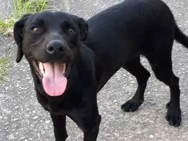 Cachorro ra a Indefinida  idade 2 anos nome Sem nome