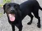 Cachorro raça Indefinida  idade 2 anos nome Sem nome