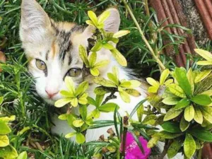 Gato raça  idade 7 a 11 meses nome Mimosinha