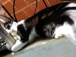 Gato raça  idade 7 a 11 meses nome Pretinha
