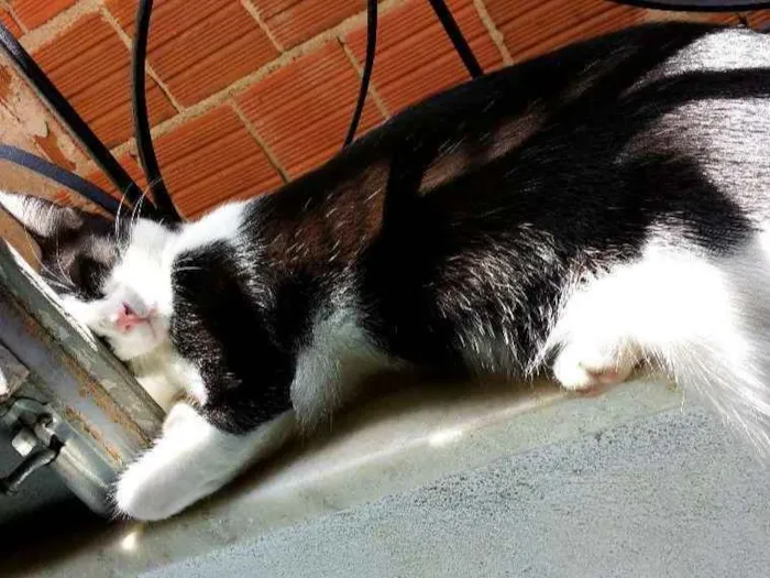 Gato ra a  idade 7 a 11 meses nome Pretinha