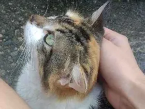 Gato raça  idade 1 ano nome Mimosa