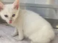 Nina