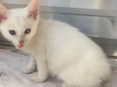Gato ra a Vira-Lata  idade 2 a 6 meses nome Nina