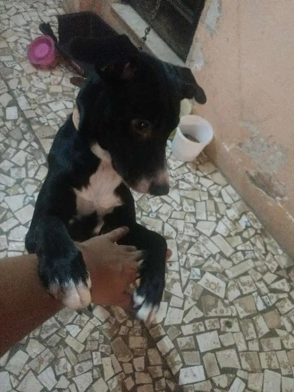 Cachorro ra a Desconhecida idade 7 a 11 meses nome Luna