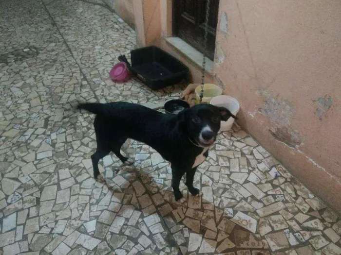 Cachorro ra a Desconhecida idade 7 a 11 meses nome Luna