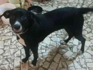 Cachorro raça Desconhecida idade 7 a 11 meses nome Luna