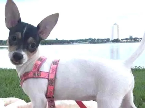 Cachorro ra a Fox paulistinha idade Abaixo de 2 meses nome Belinha 