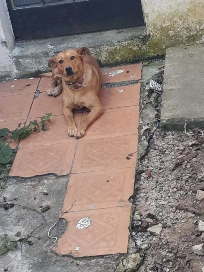 Cachorro ra a Indefinida idade 3 anos nome Caramello