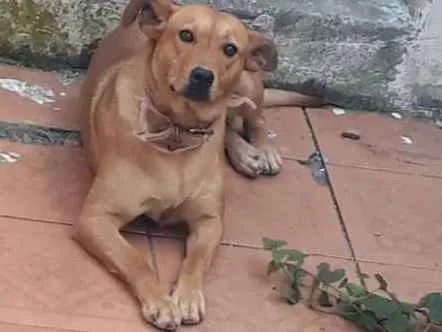 Cachorro ra a Indefinida idade 3 anos nome Caramello