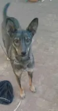 Menina 